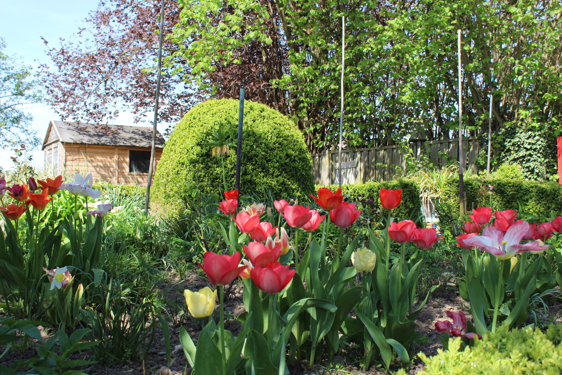 Blumen aus dem Vorgarten