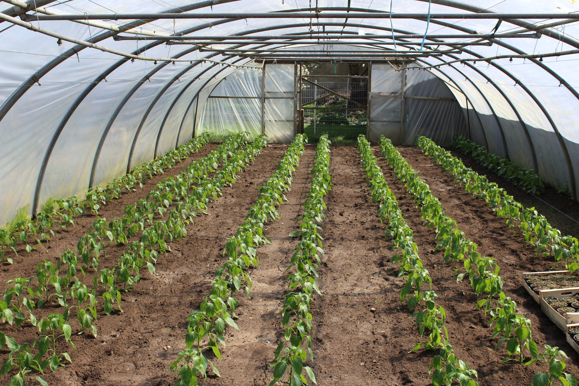 Gepflanzte Paprika im Folientunnel.