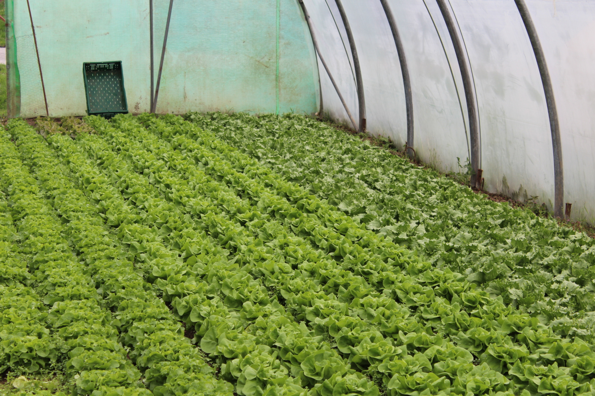 Bild der Salate im Folientunnel.